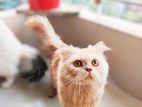 Persian cat triple coat