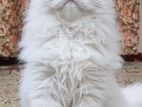 Persian cat triple coat