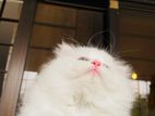 Persian cat triple coat