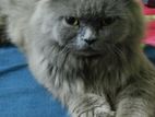 Persian Cat Triple Coat Long Hair