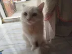 Persian Cat (triple Court) For Sale