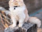 Persian Cat Triplle Coat