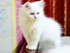 Persian cat (ট্রিপল কোট পার্সিয়ান)