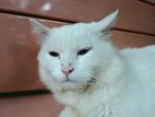 Persian Cat (turkish Angora)