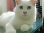 Persian Cat (Turkish Angora)