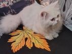 Persian cat up for male