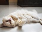 Persian cat up for sale