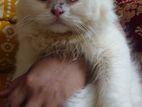 Persian cat up for sale