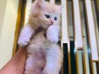 Persian cat up for sale