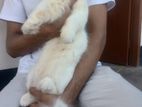 Persian Cat Urgent sell