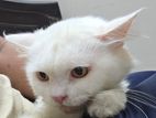 Persian Cat (vaccinated)