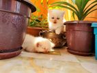 Persian Cat white blue eyes kittens