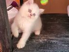 Persian cat White blue eyes পার্শিয়ান বিড়াল