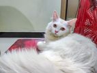 Persian Cat White for sell