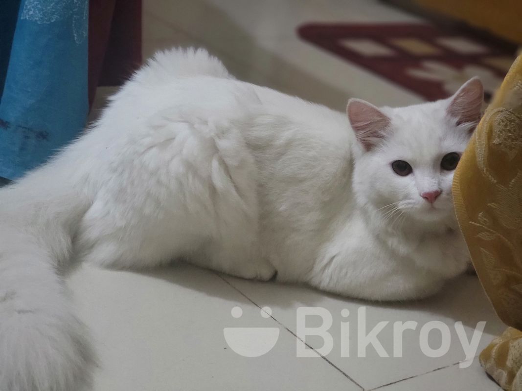 Persian Cat, White Male, Months Old for Sale in Tongi Bikroy