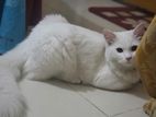 Persian Cat, White Male, 9 Months Old
