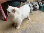 Persian Cat white male fixed price