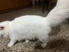 Persian cat white male