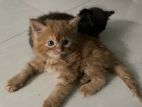 Persian cat with baby sell urgently