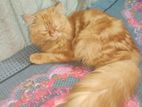 Persian cat.,6 month old