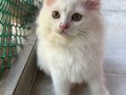 Persian Cat(baby/kitten)