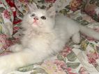 Persian Cat(original)