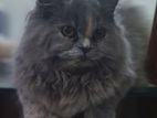 Persian Cats For Sale