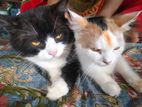 Persian Cats