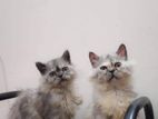 Persian cats