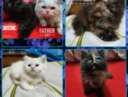 Persian Cats For Sell. পারশিয়ান বিড়াল বিক্রয়।