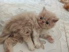 persian cats kitten