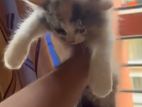 Persian Cats up for sale