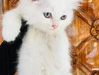 persian cat.tripol coat male