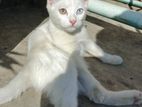 Persian Cross Odd Eye Cat Male