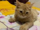 Persian cute cat