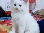 persian cute female kitten