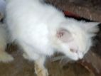 Persian Dobule Cot