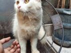 Persian doll face cat