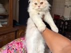 Persian Doll Face Male Cat