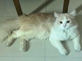 Persian Doll Face Male Cat Kitten