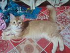 Persian doll face mixed breed adult female
