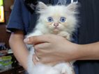 Persian Double Coat Kitten