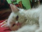 persian Double cot doll face cat