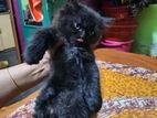 persian dubble cot cat doll face