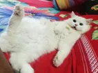 Persian Dubble Cot Doll Face Cat
