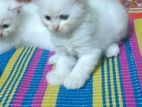 persian dubble cot doll face cat