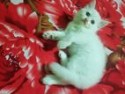 persian dubble cot Doll face cat sell hoba