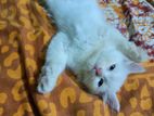 persian dubble cot Doll face cat sell hoba