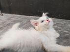 Persian dwarf cat