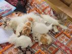 Persian family